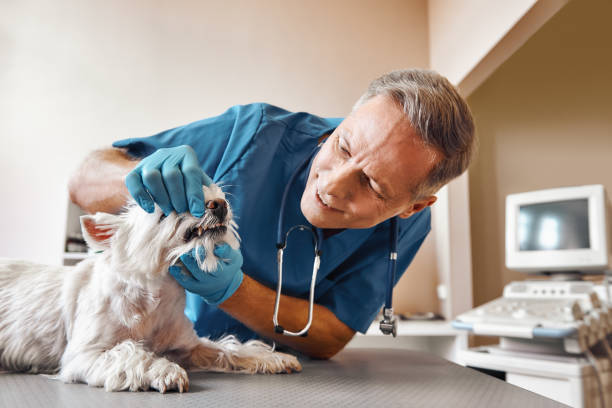 Best Pediatric Emergency Dentist in Alderson, WV